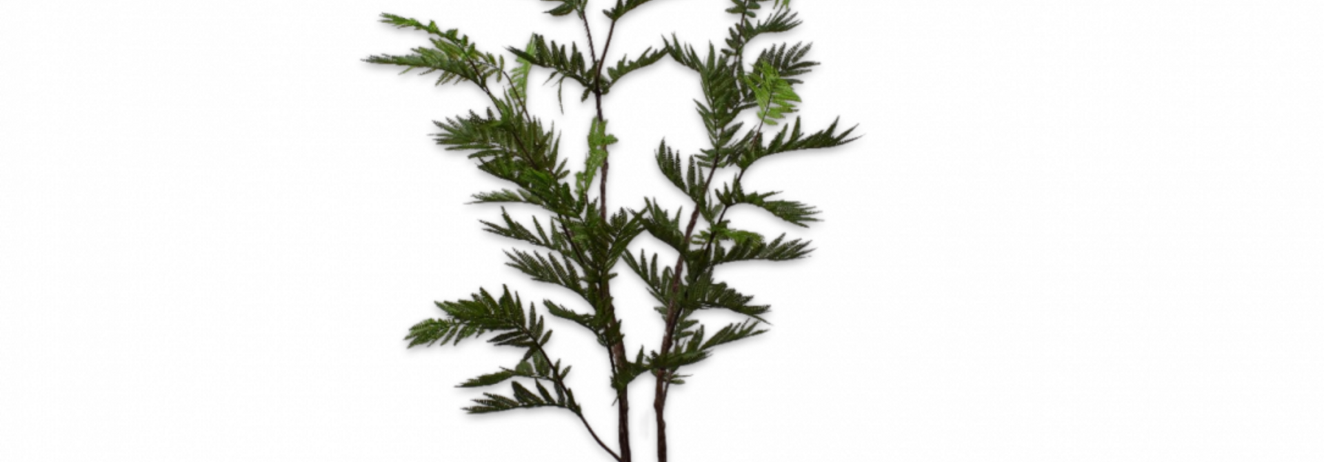 MIMOSA I/POT GREEN 152 cm