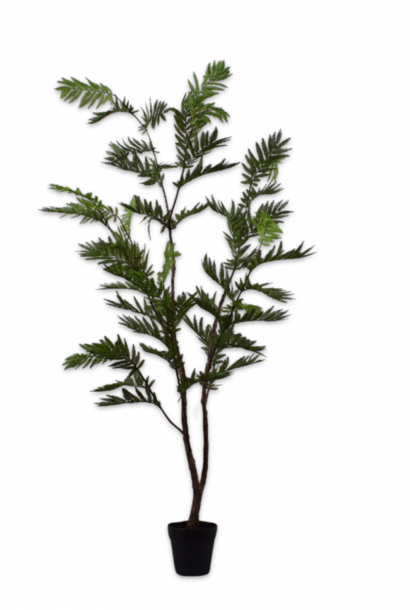 MIMOSA I/POT GREEN 152 cm