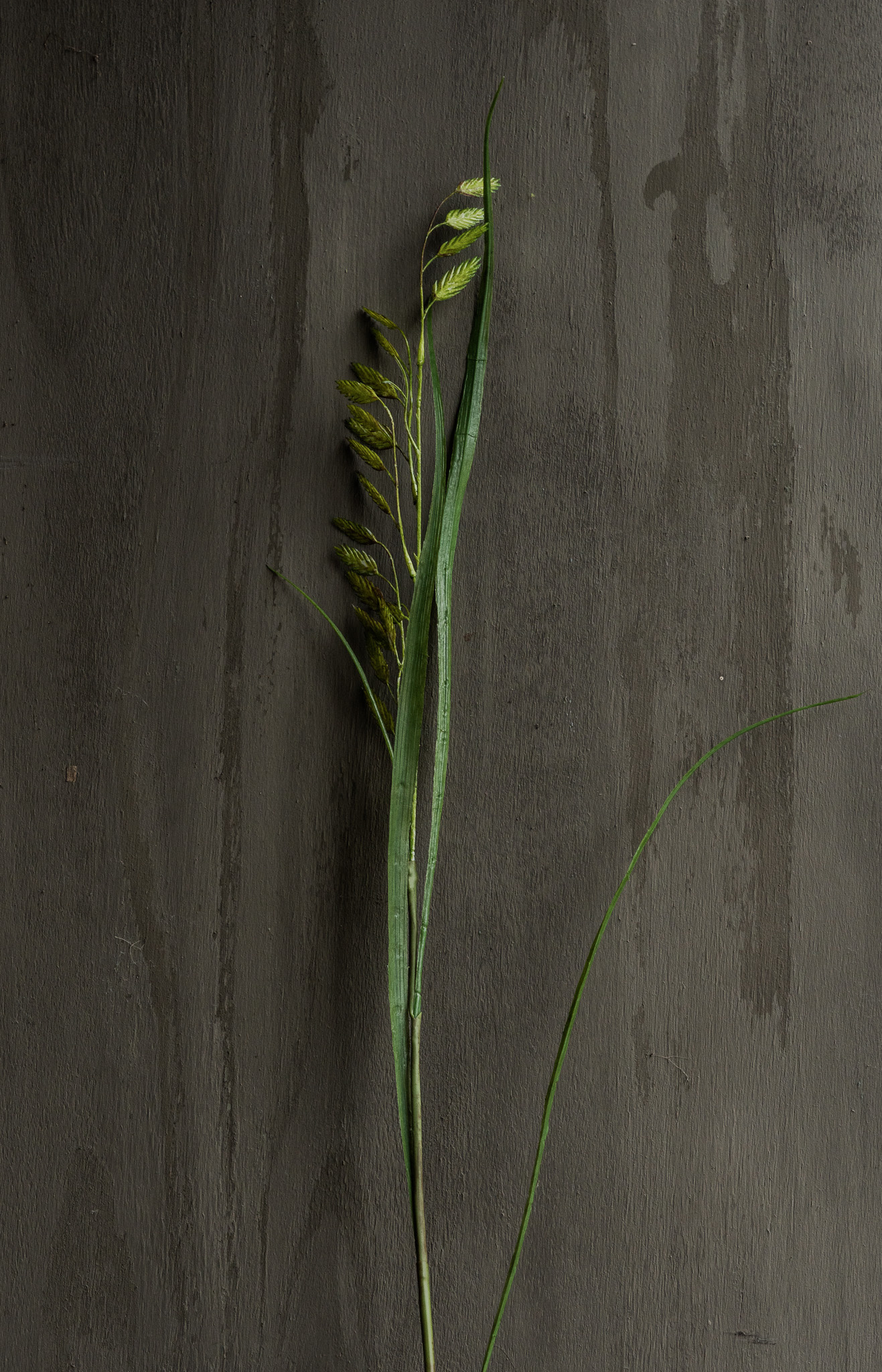 GRASS BRANCH GREEN 108 cm-1