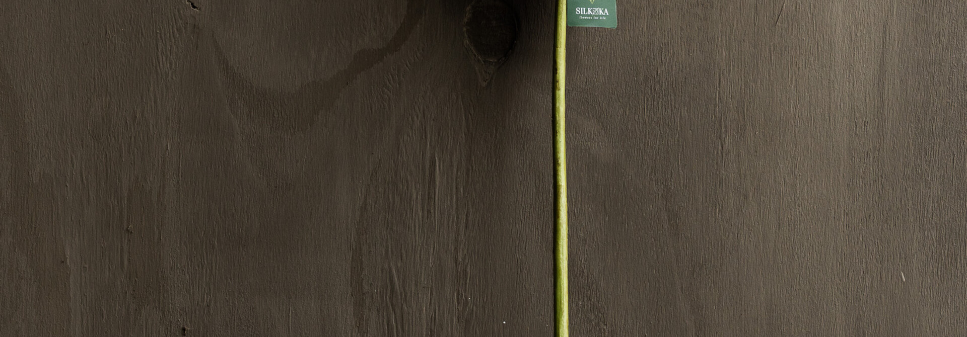 HYACINTH STEEL PINK LT RT 53 cm