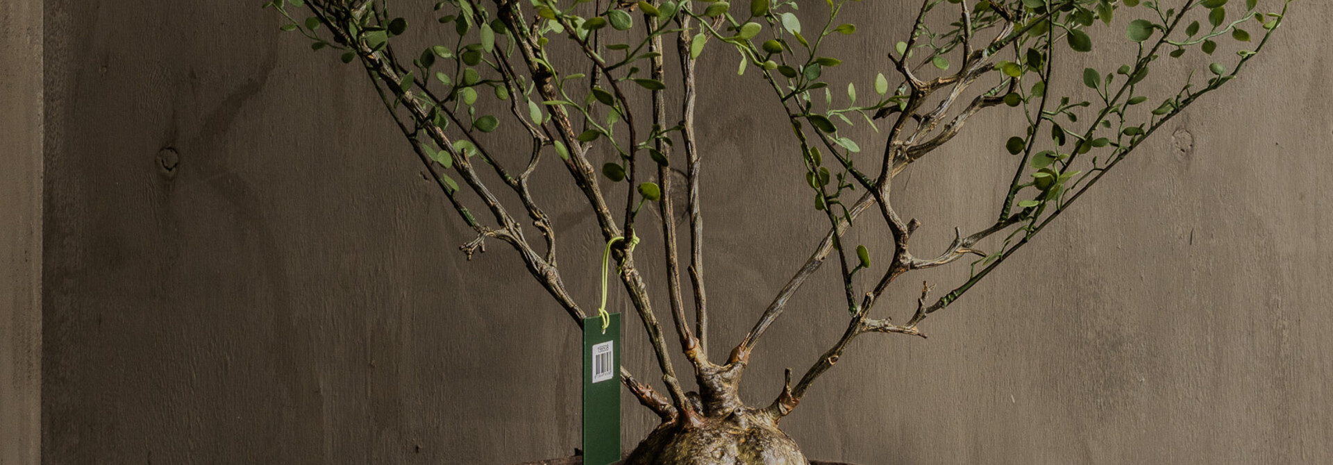 MÜHLENBECKIA /TOPF GRÜN 66 cm