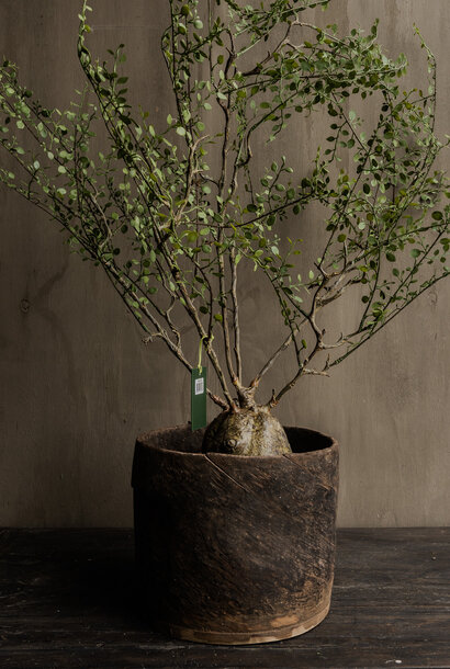 MUEHLENBECKIA /POT GREEN 66 cm