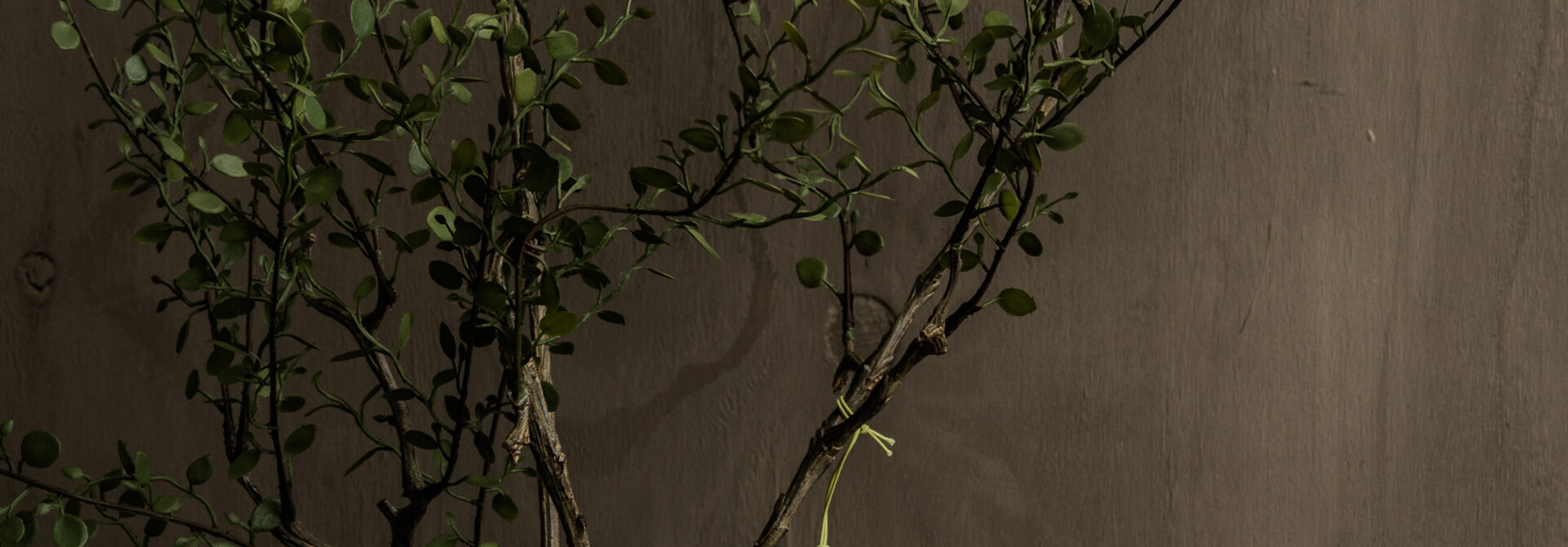 MÜHLENBECKIA /TOPF GRÜN 86 cm