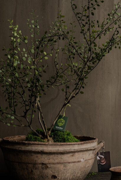 MÜHLENBECKIA /TOPF GRÜN 86 cm