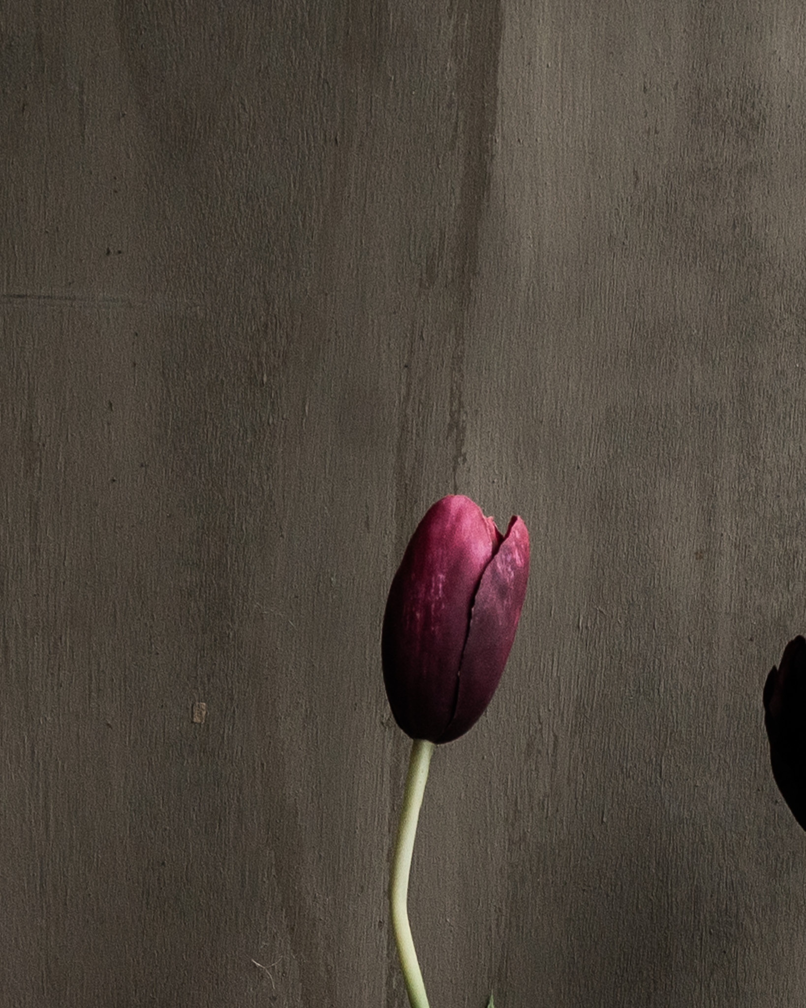 TULIP STEEL BORDEAUX RT 82 cm-3