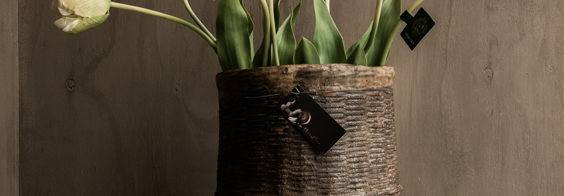 TULIP STEEL BORDEAUX RT 82 cm