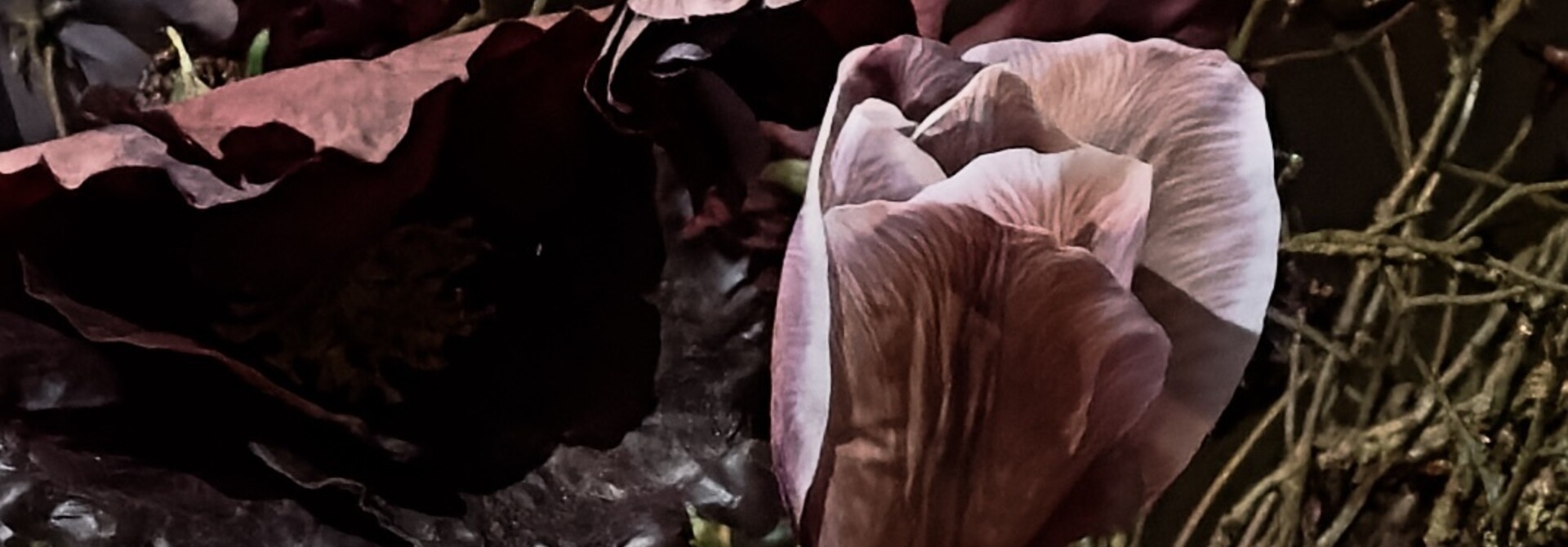 TULP STEEL LAVEND RT 72 cm