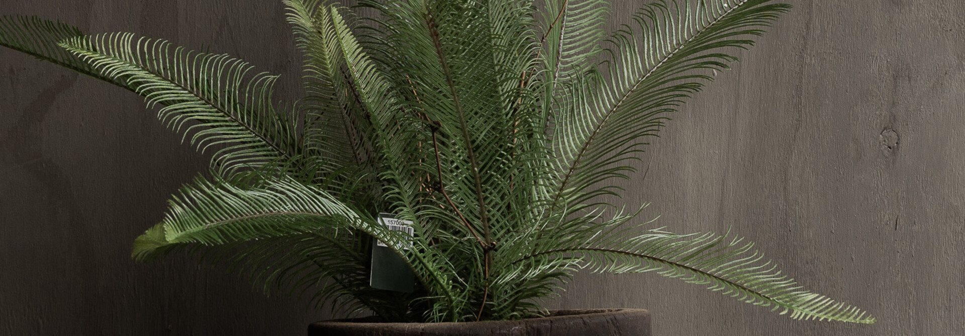 Farn im Topf, grün, 35 cm