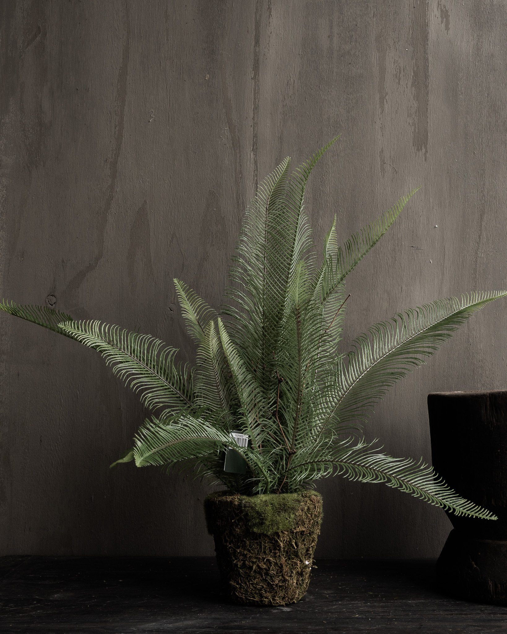 Farn im Topf, grün, 35 cm-3