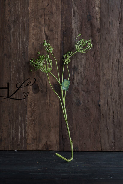 Dillzweiggrün 83 cm