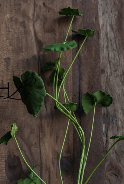 Begonia leaf branch 98cm