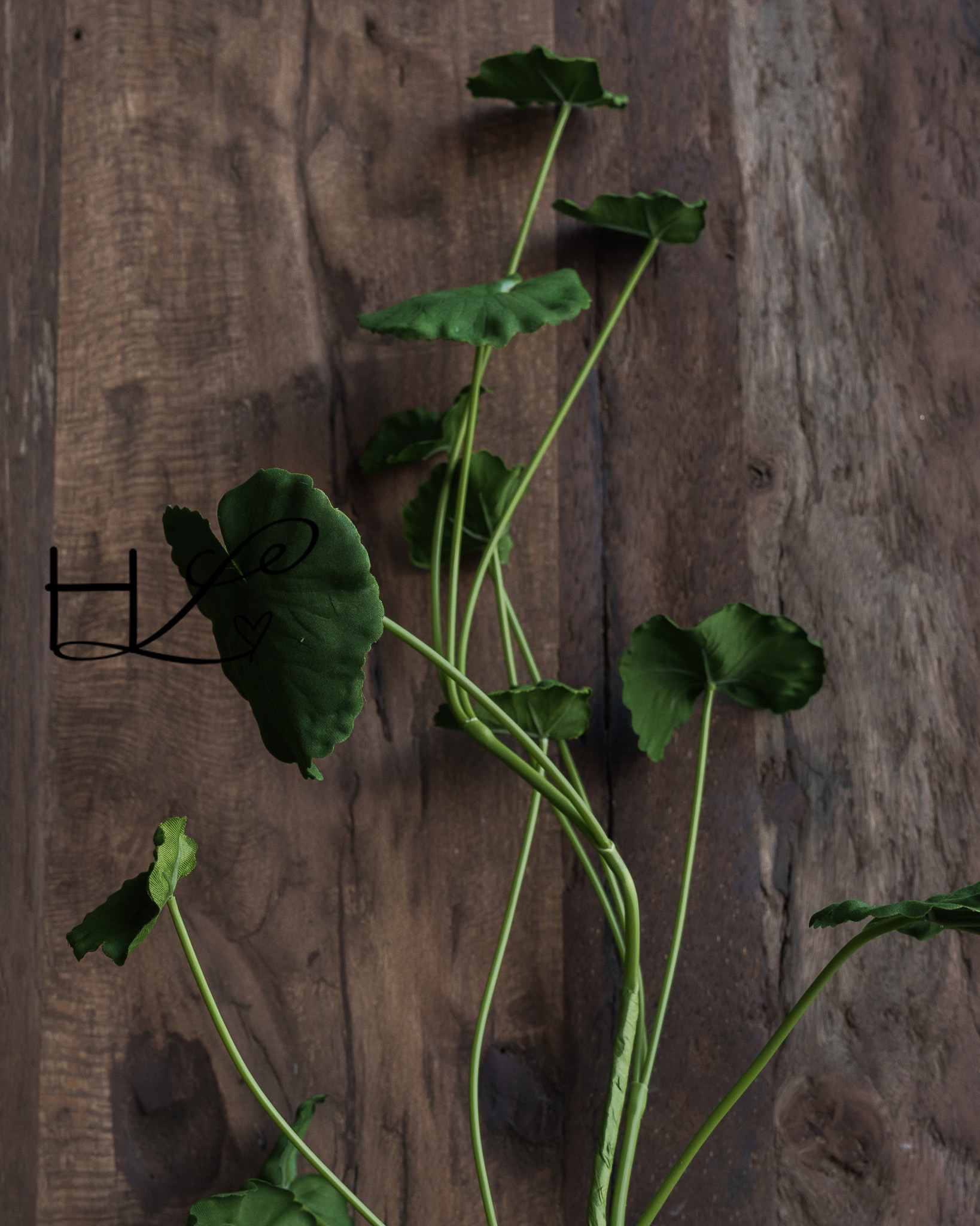 Begonienblattzweig 98 cm-1