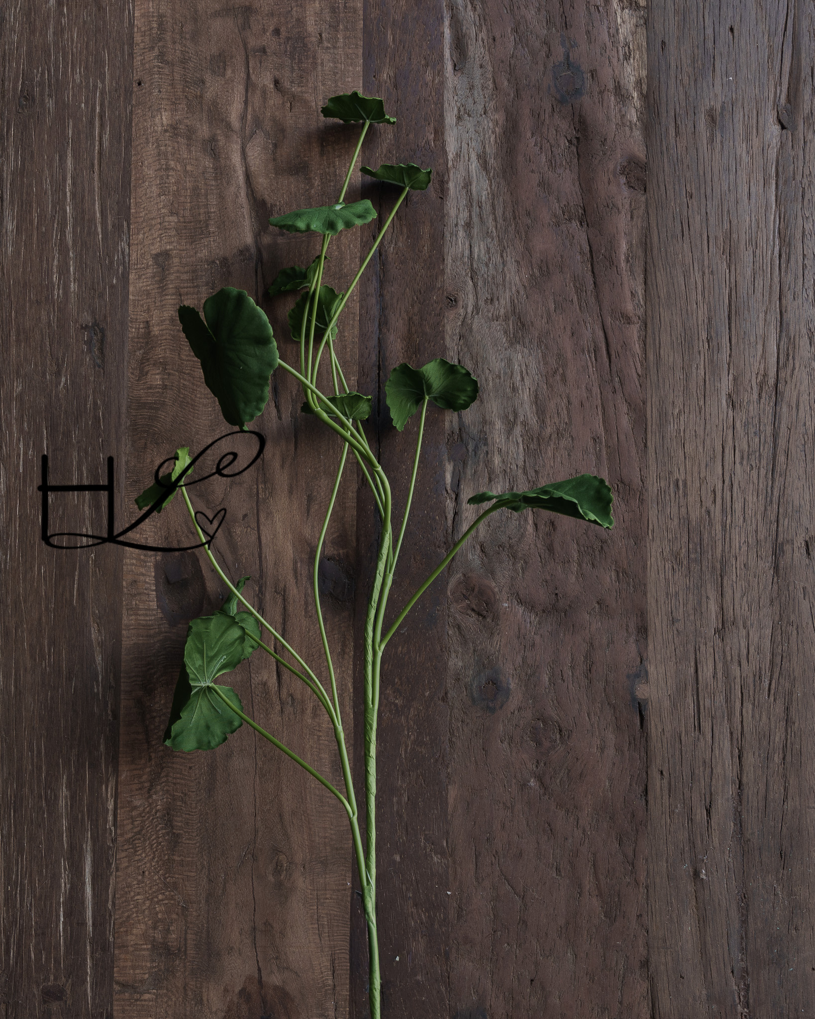 Begonienblattzweig 98 cm-3