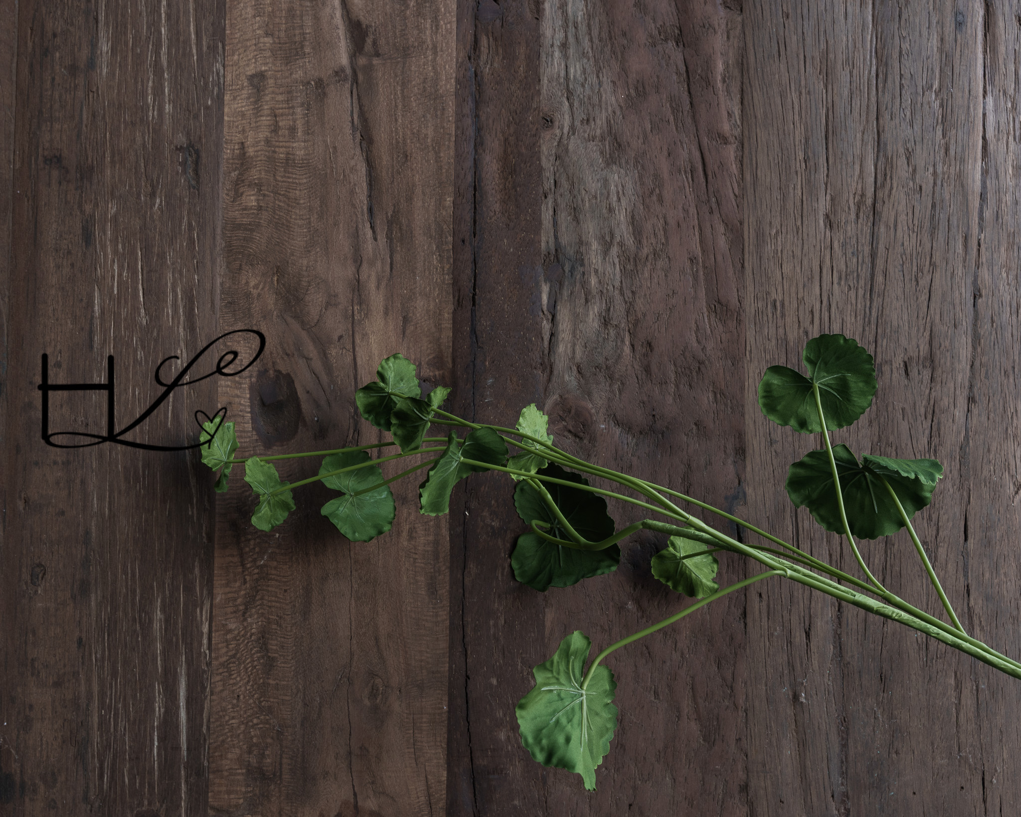 Begonienblattzweig 98 cm-4