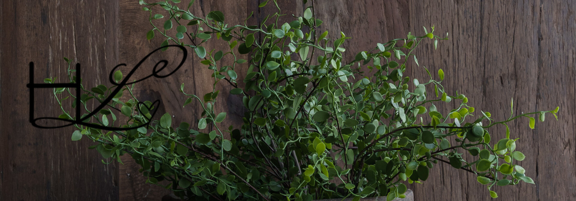 Muehlenbeckia leaf branch green – 51 cm