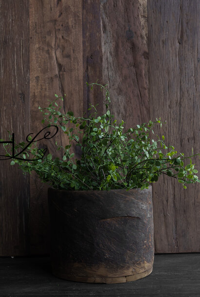 Grüner Zweig der Muehlenbeckia – 51 cm