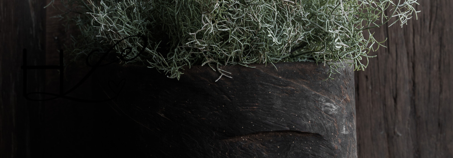 Spargelstrauch Grün/Weiß 38 cm