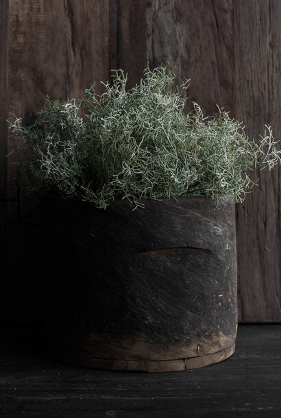 Spargelstrauch Grün/Weiß 38 cm