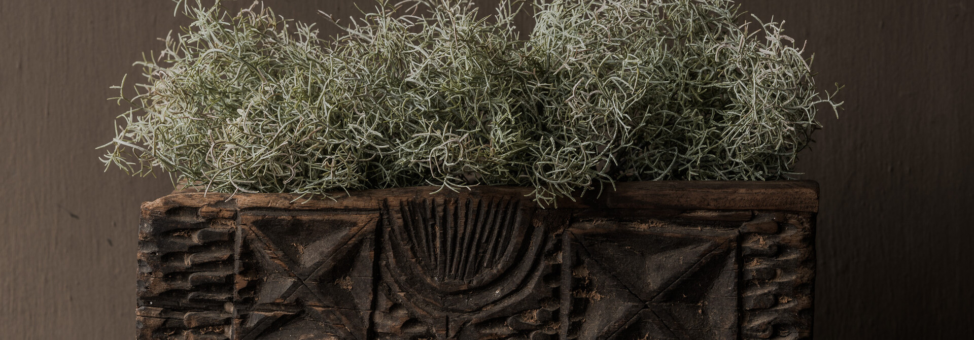 Asparagus Bush Green/White 38 cm