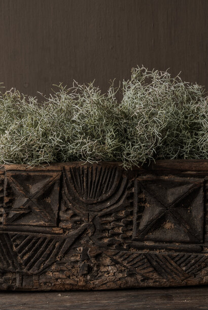 Asparagus Bush Green/White 38 cm