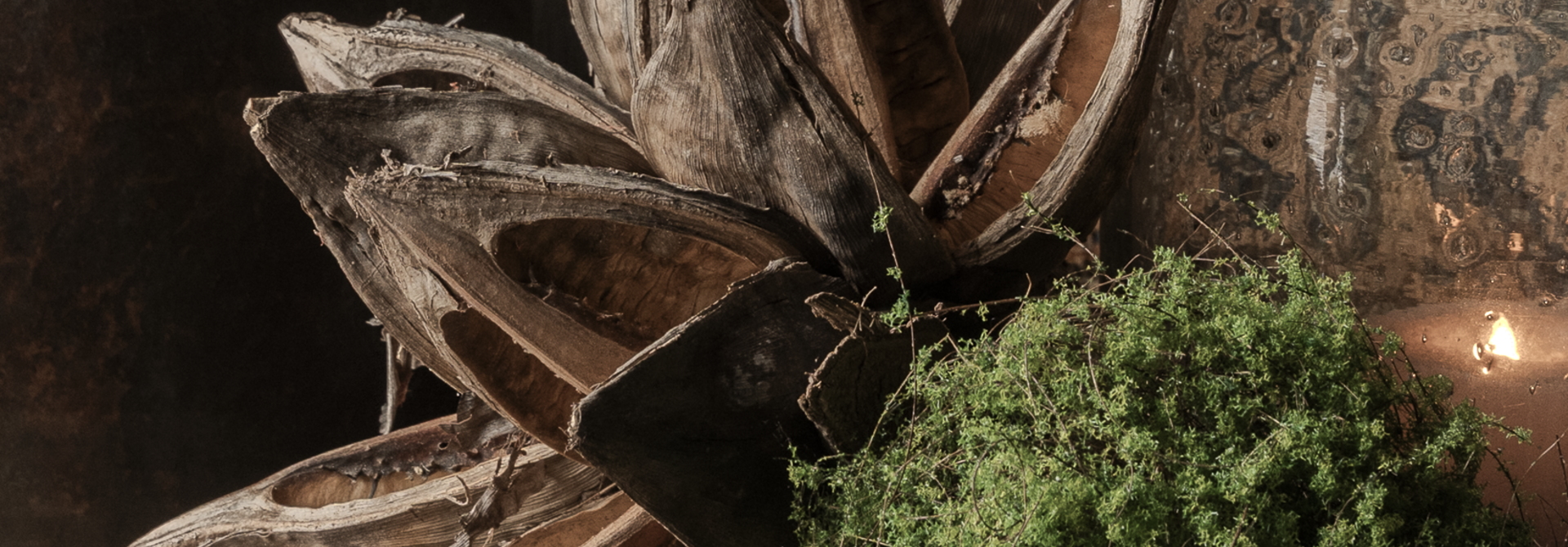 Natürliche Sororoca-Frucht – Dekorationsobjekt (mittelgroß)