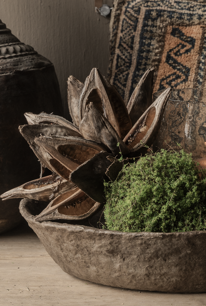 Natuurlijke Sororoca Vrucht – Decoratief Object (Medium)