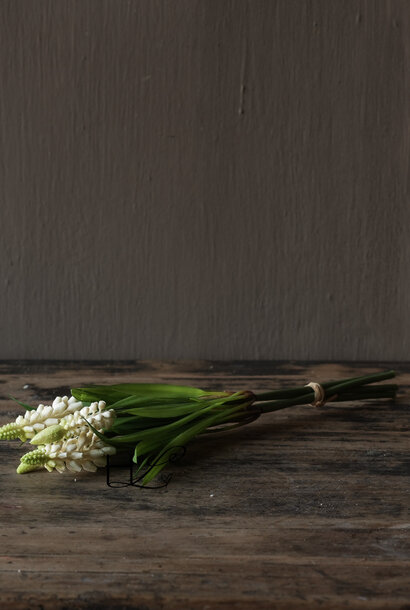 Muscari Bundle x5 – L28 cm – White steker (witte druifjes)