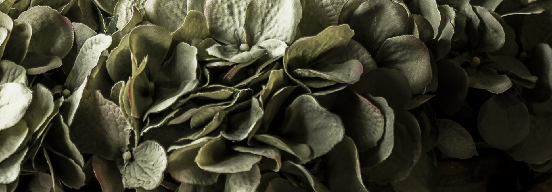 Hortensia Steel ‘Artist’ – vergrijsd groen (48 cm)