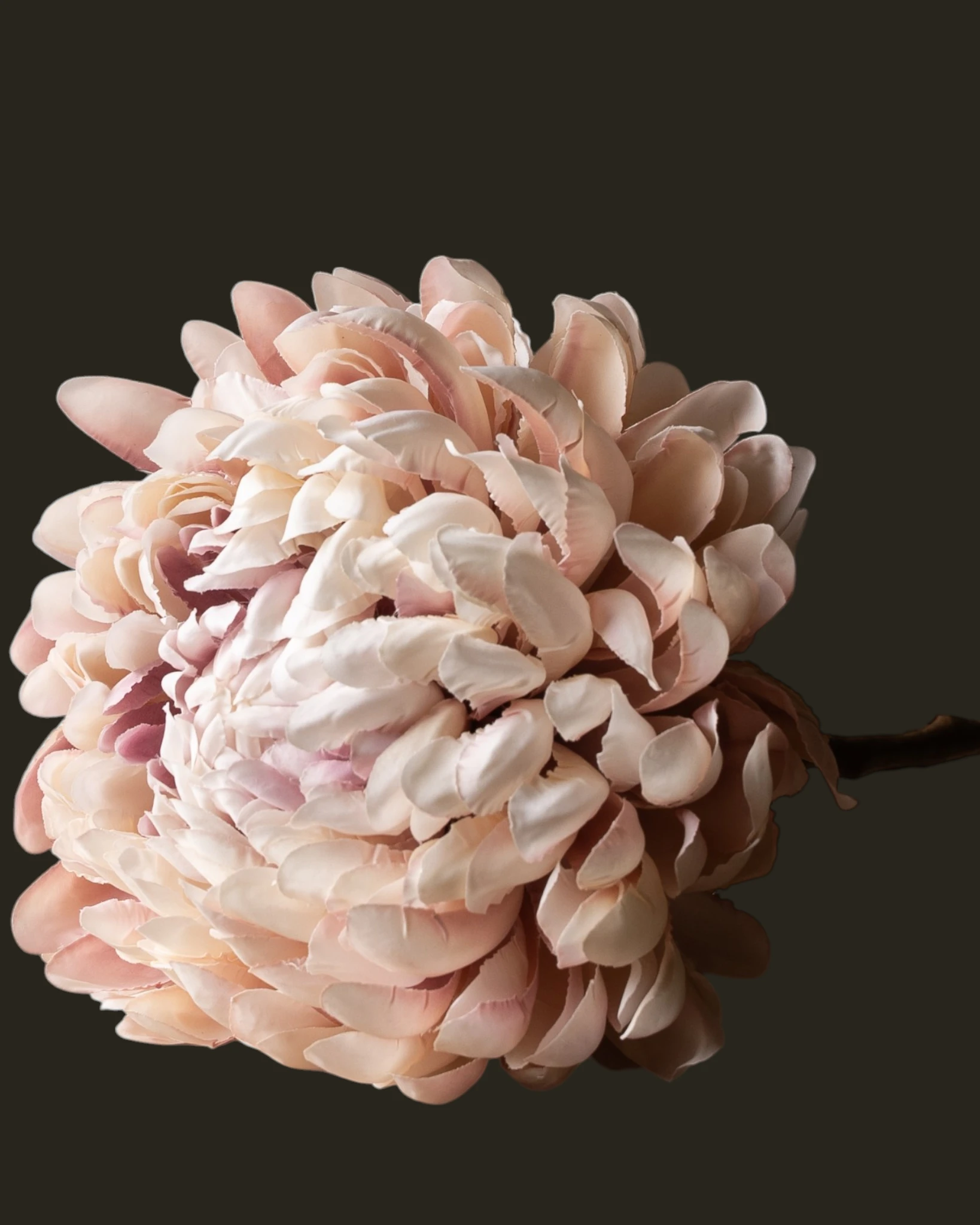 CHRYSANT TAK ROZE LT 64 cm-4