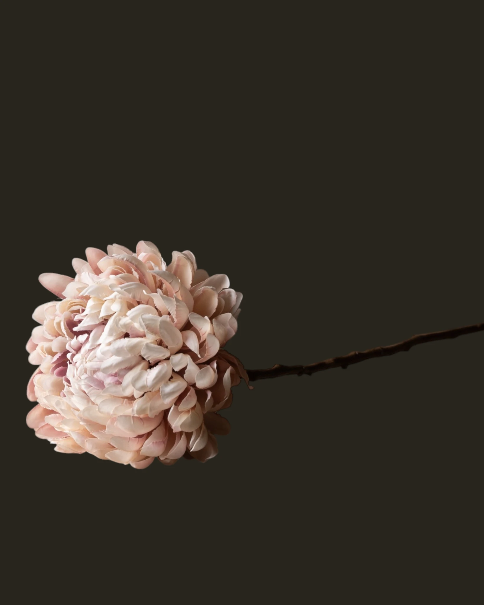 CHRYSANT TAK ROZE LT 64 cm-5