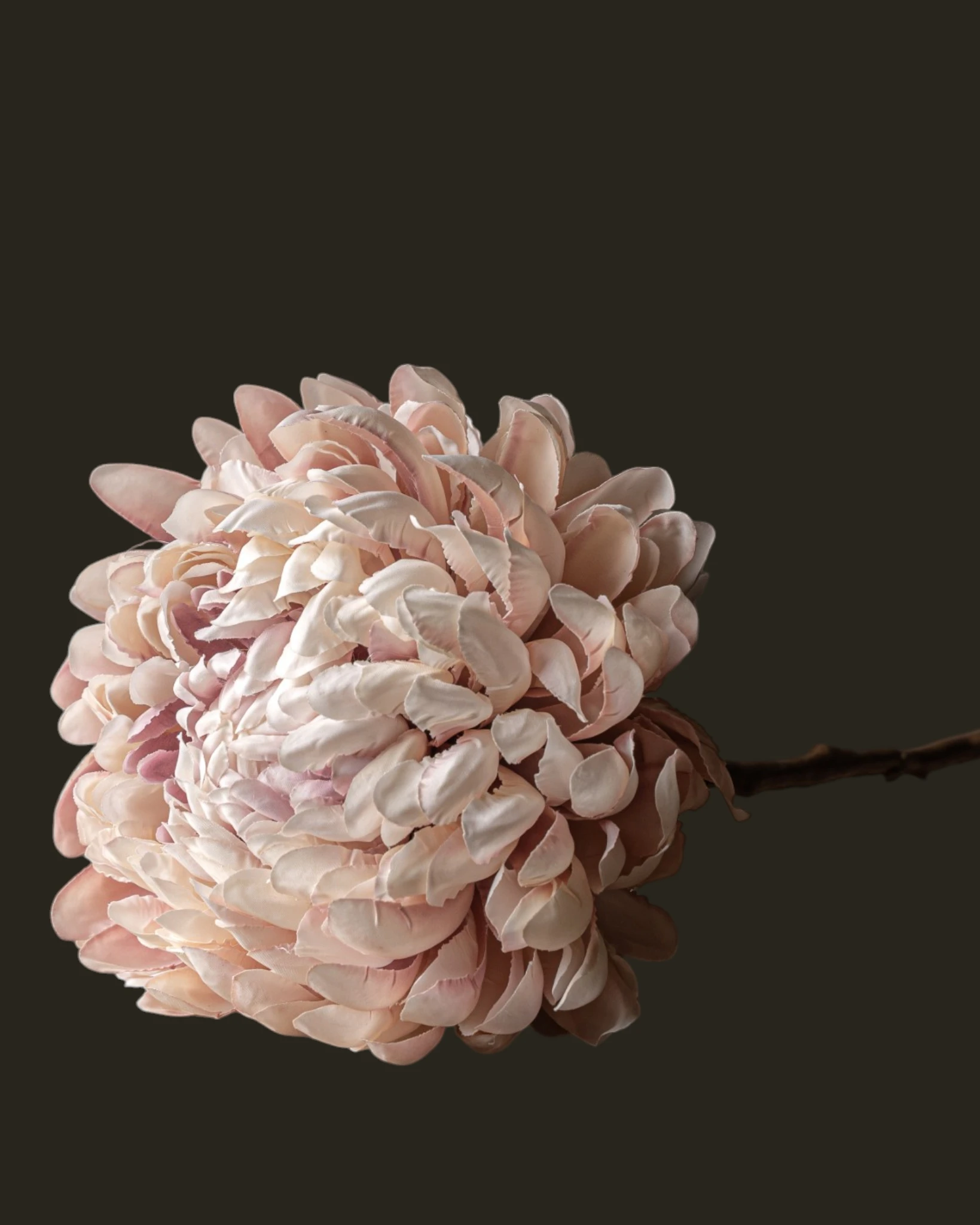CHRYSANT TAK ROZE LT 64 cm-6