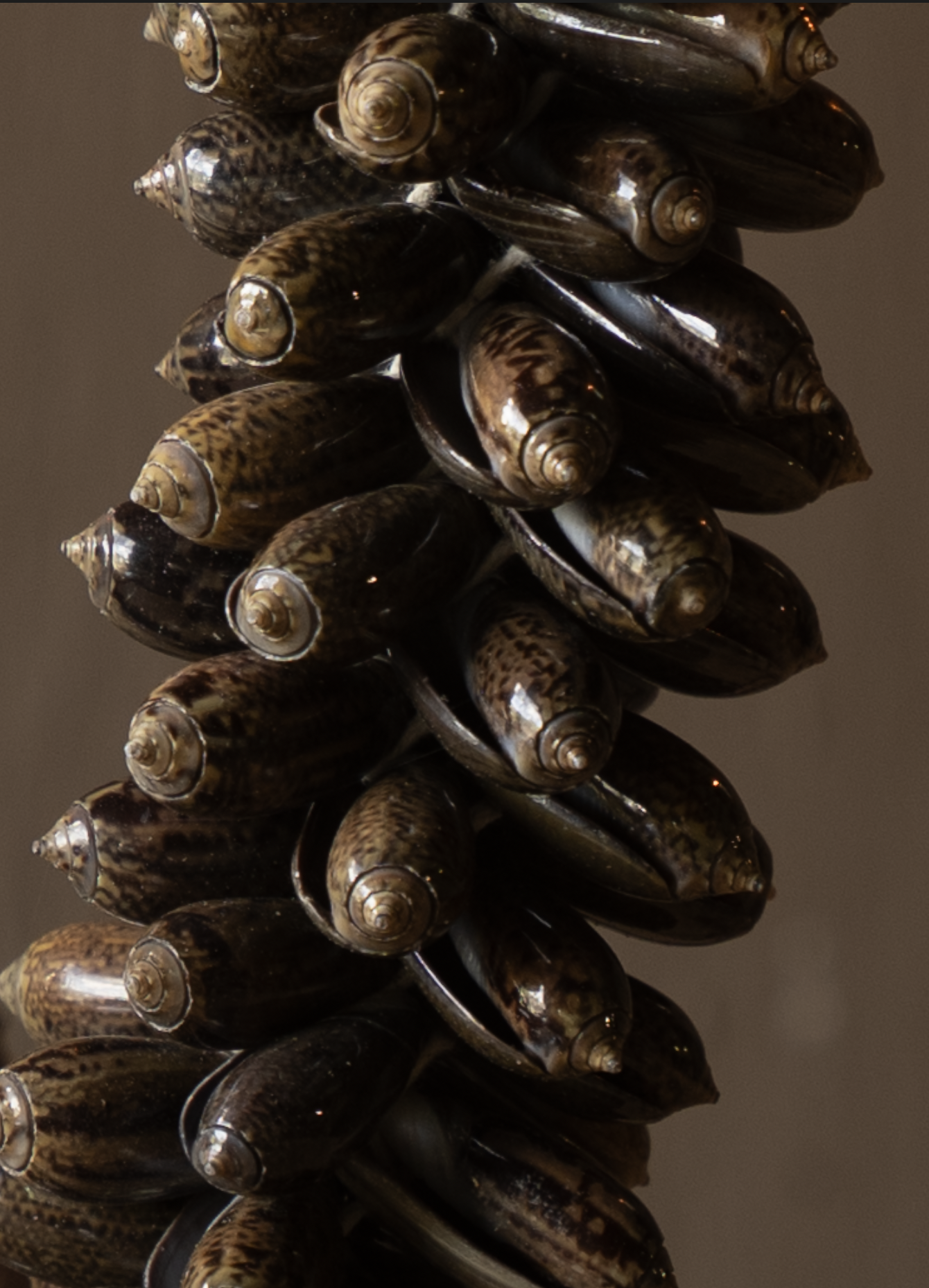 Dekorative Olivenmuschel-Halskette auf Ständer-3