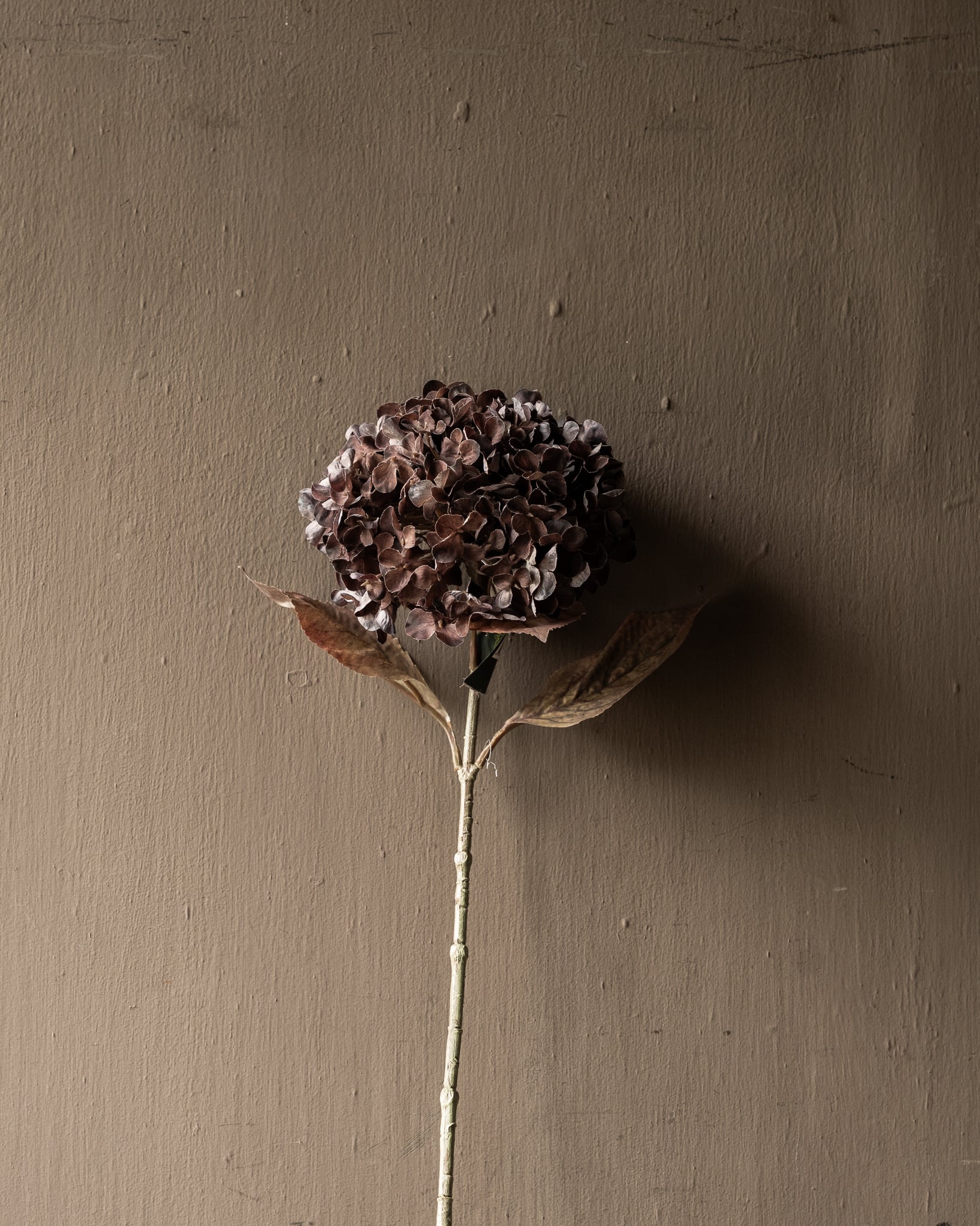 HORTENSIA TAK BRN DK 67 cm-2