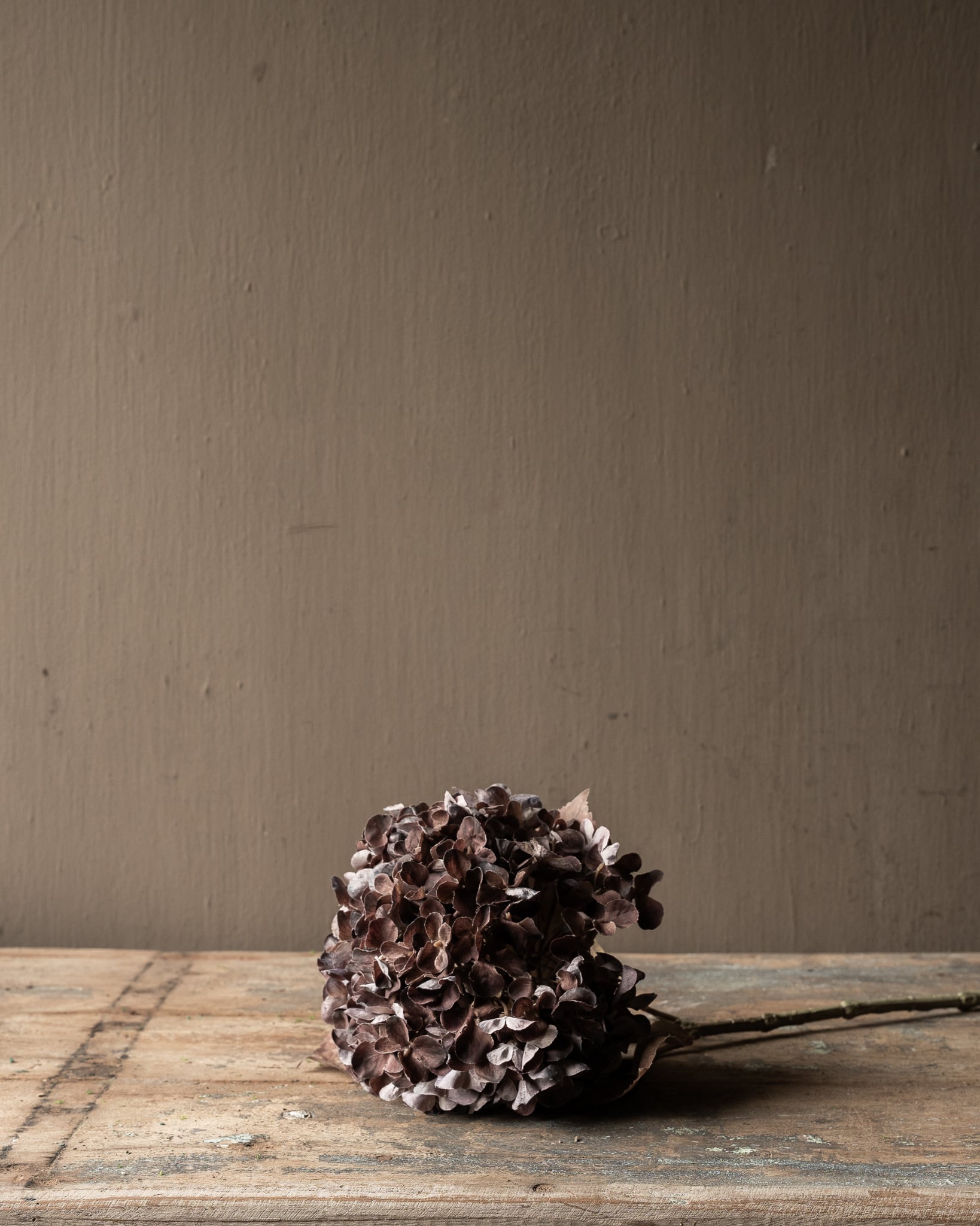 HORTENSIA TAK BRN DK 67 cm-5