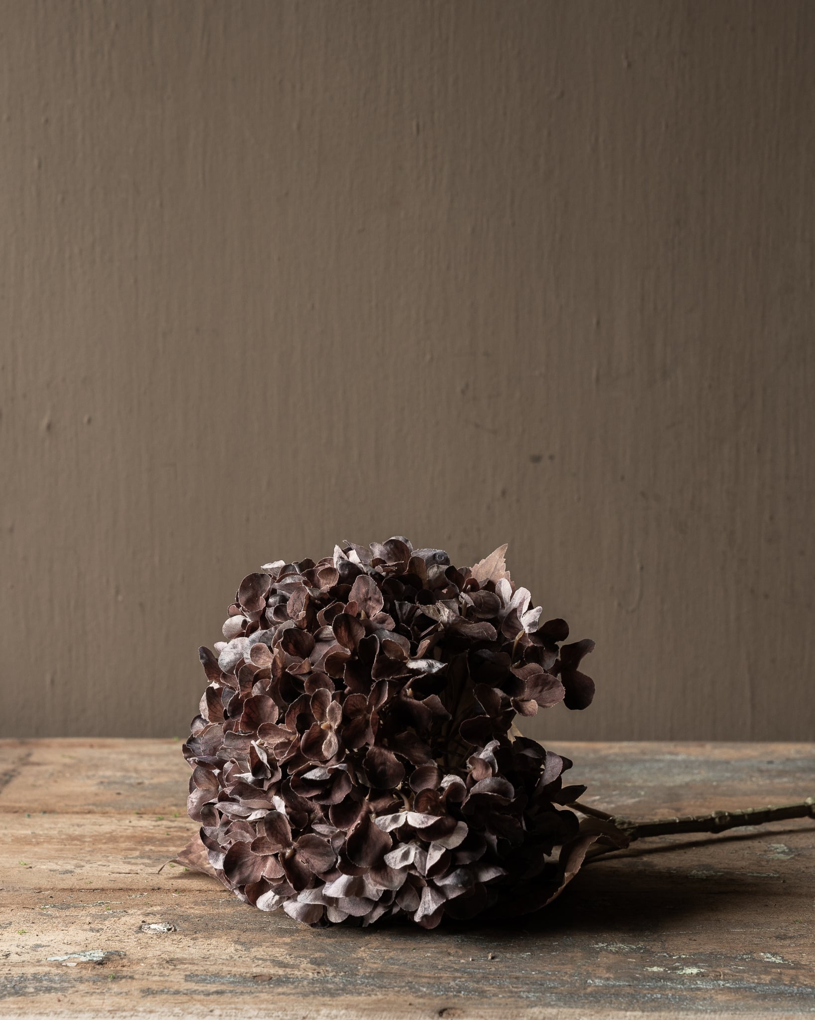 HORTENSIA TAK BRN DK 67 cm-6