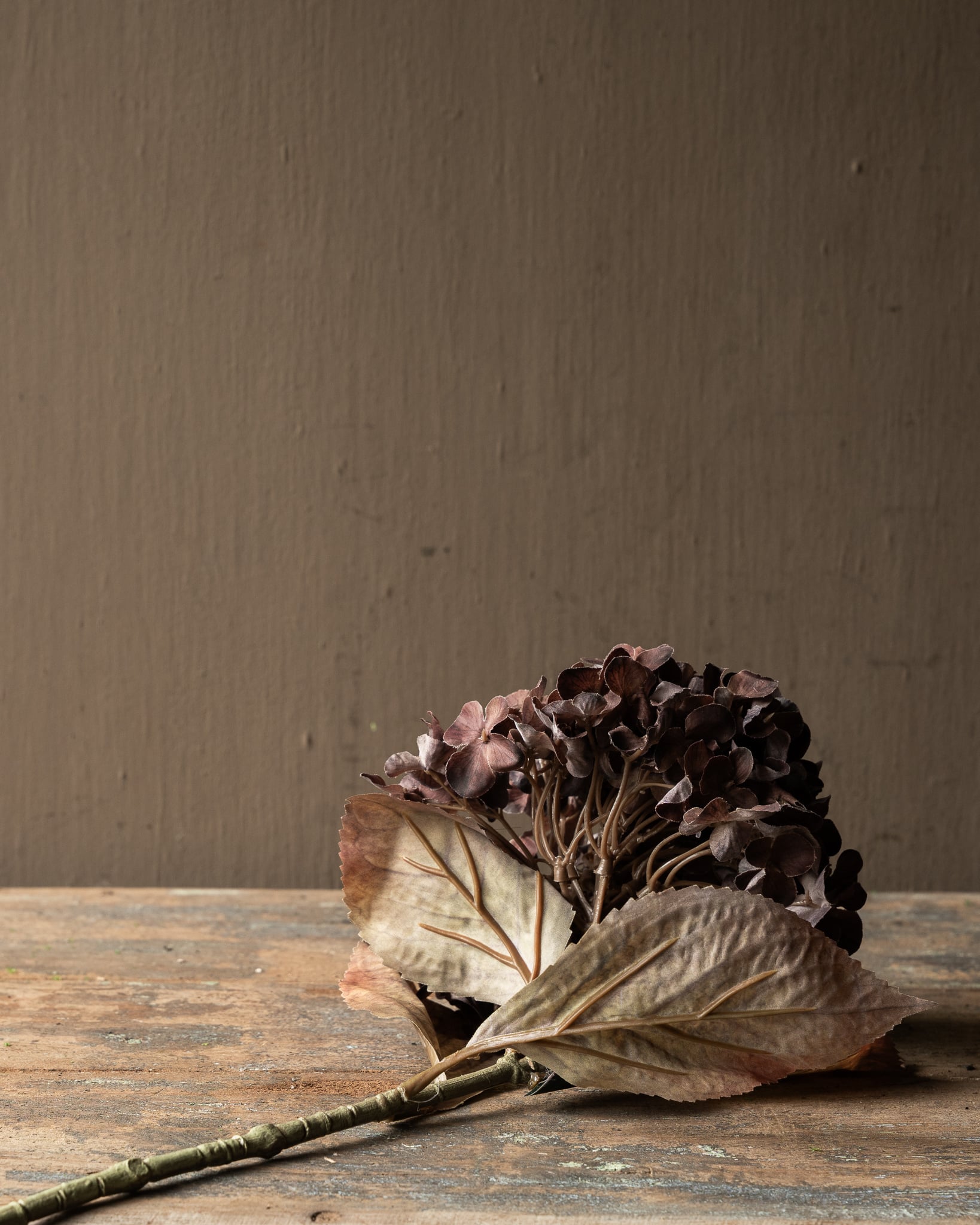 HORTENSIA TAK BRN DK 67 cm-7