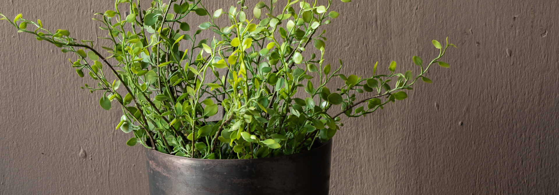 BUXUS BUSH GROEN 58 cm