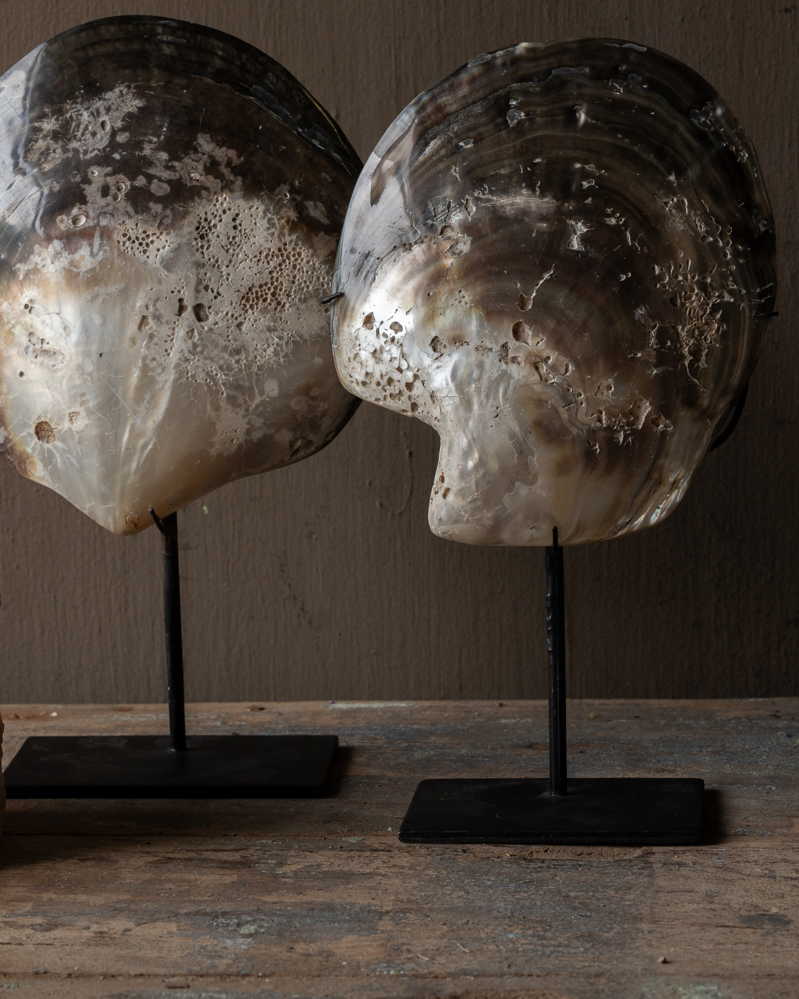 Grote Oesterschelp op Standaard – Uniek Natuurdecoratie-7