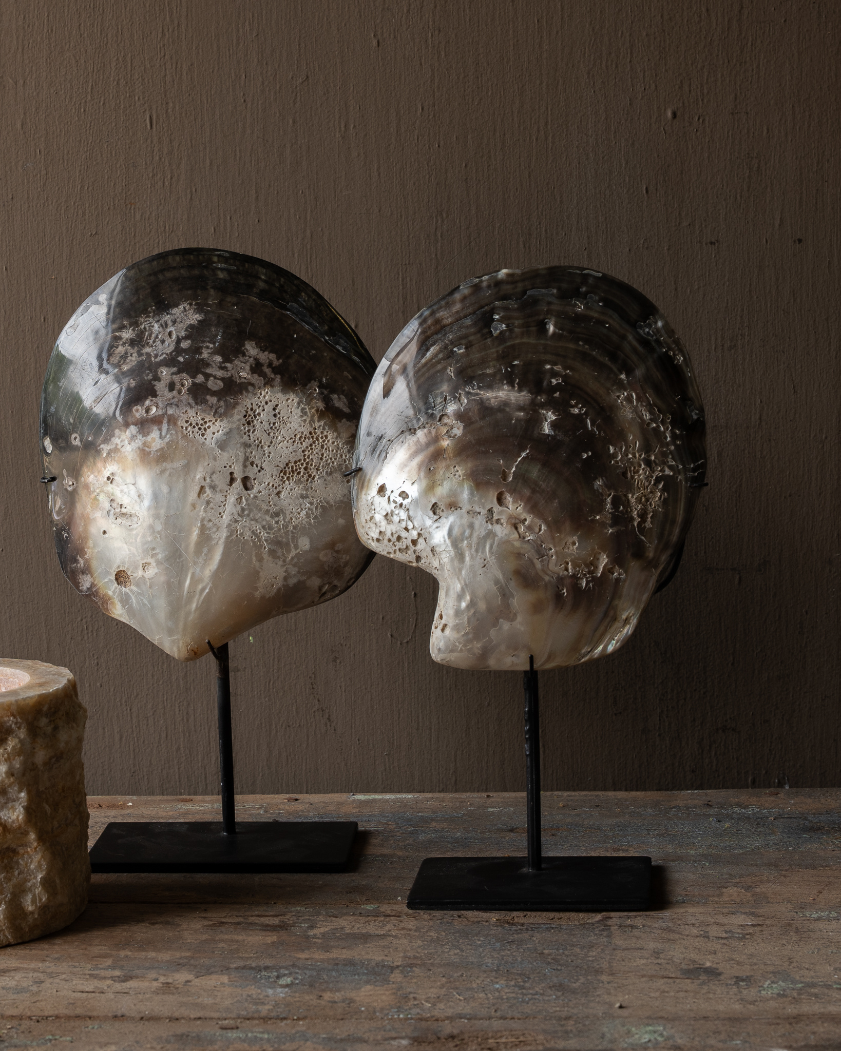 Grote Oesterschelp op Standaard – Uniek Natuurdecoratie-8