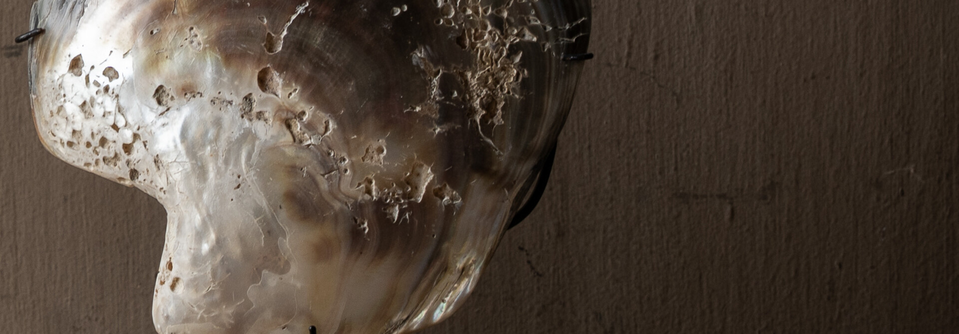 Grote Oesterschelp op Standaard – Uniek Natuurdecoratie