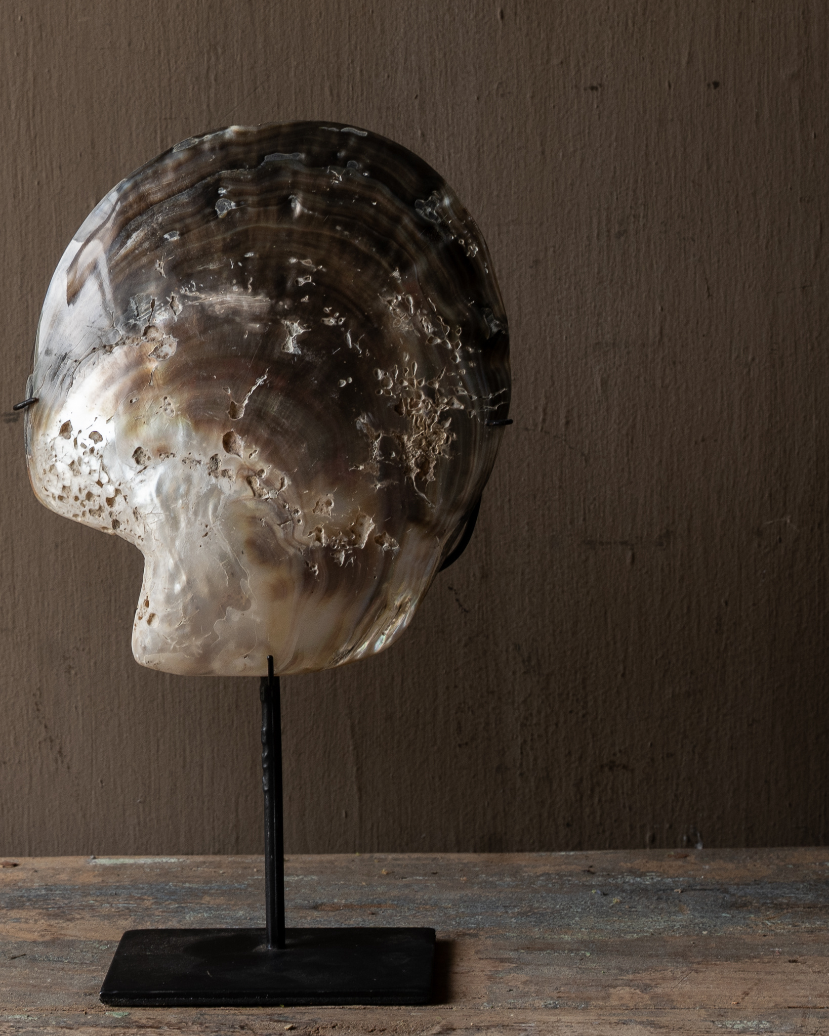 Grote Oesterschelp op Standaard – Uniek Natuurdecoratie-1