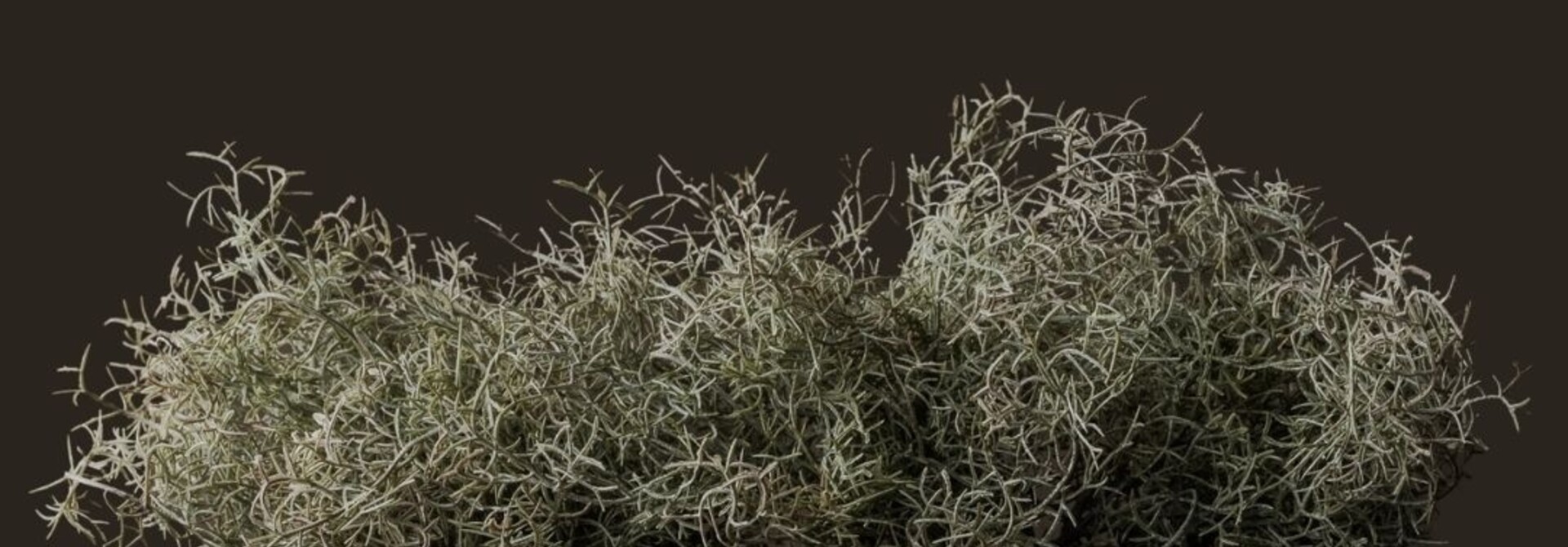 Silk-Ka ASPARAGUS BUSH GRN/WHITE 38 cm