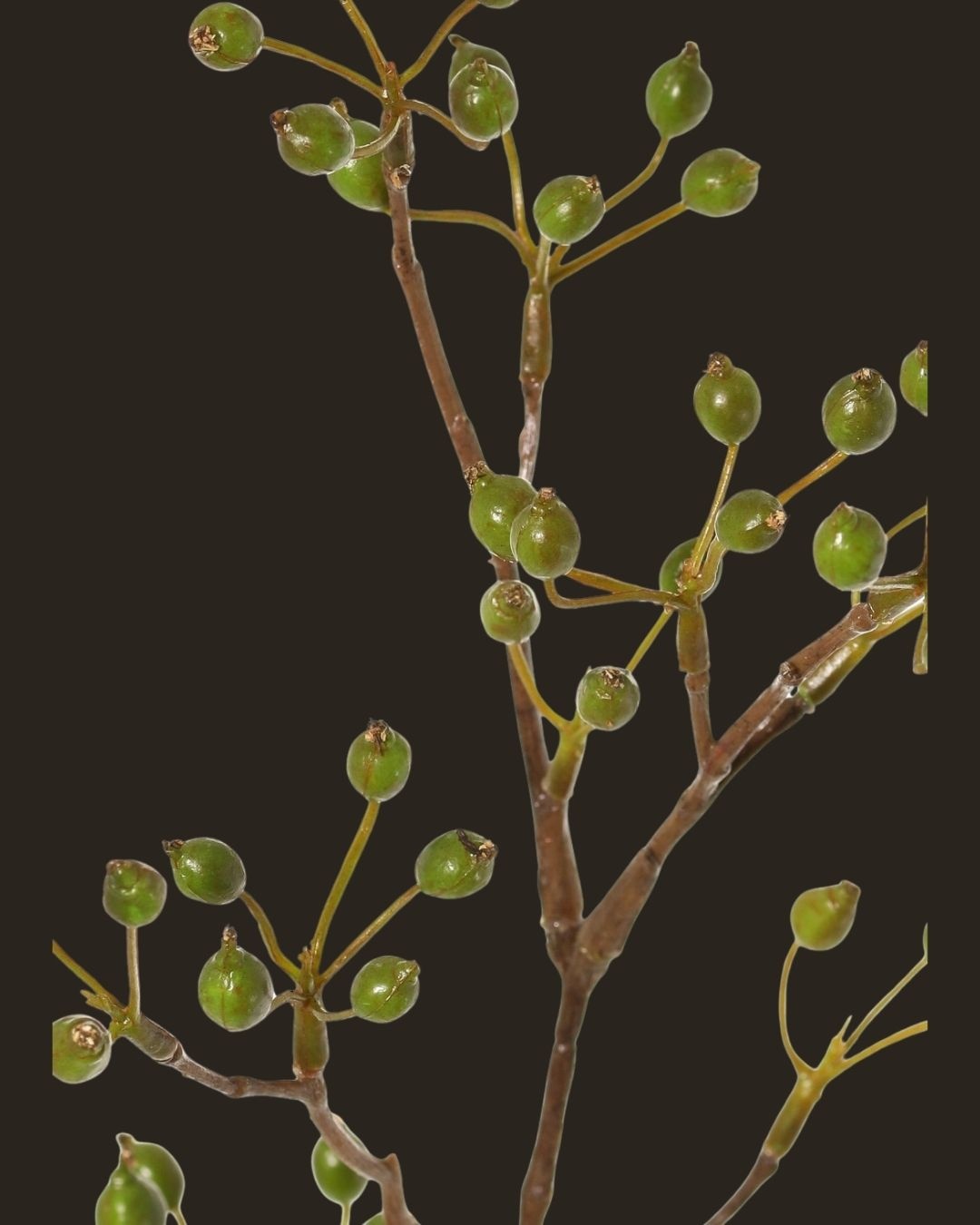 Mini green rosehip branch – 62 cm-3