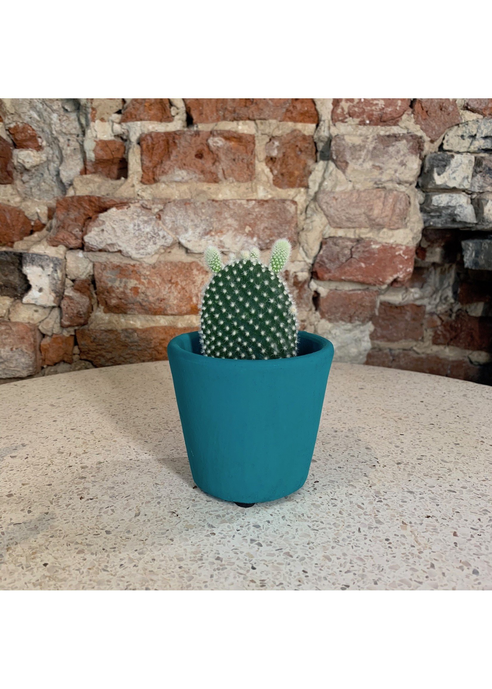 Cactus XS - Opuntia microdasys albispina ∅5