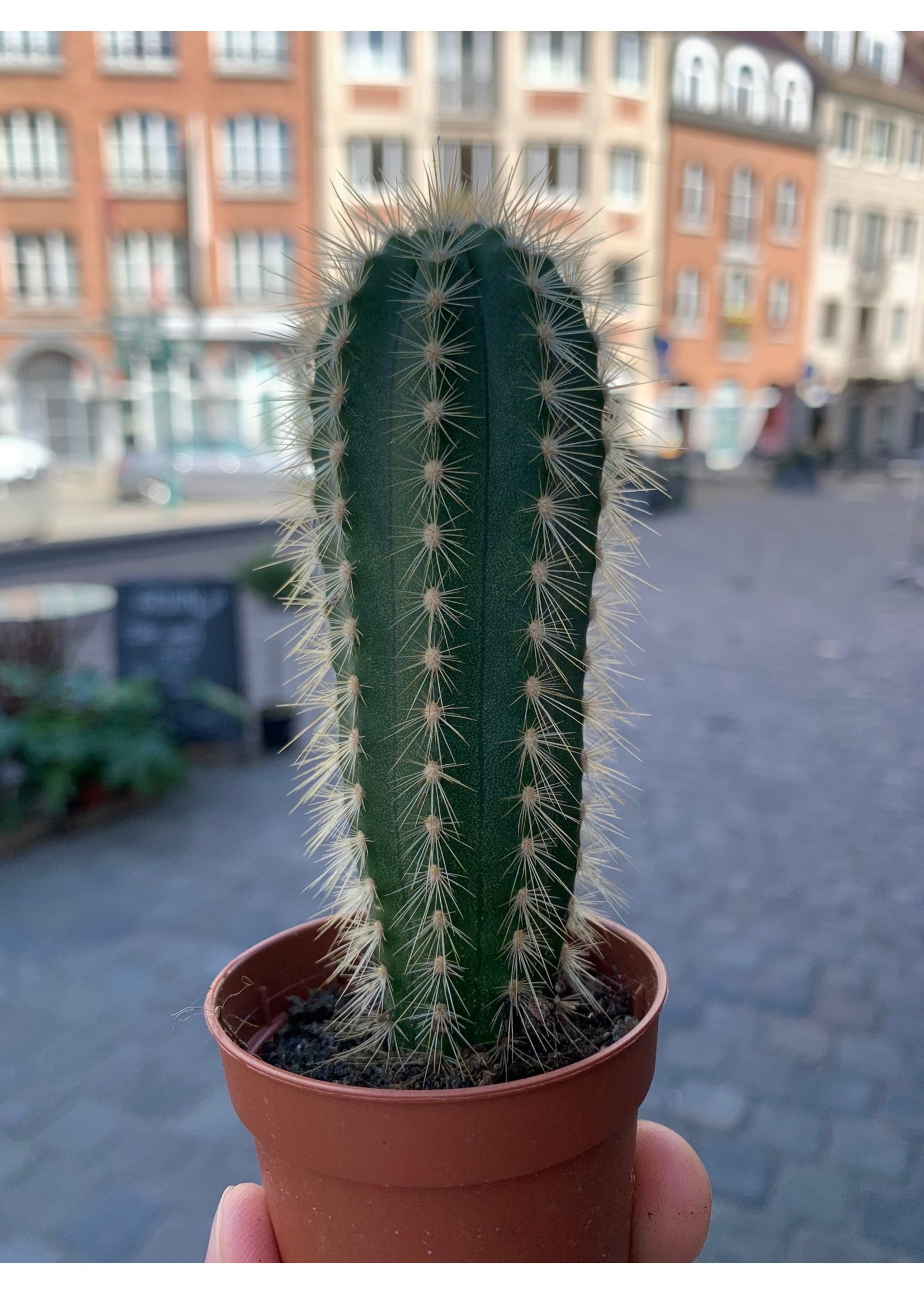 Cactus XS