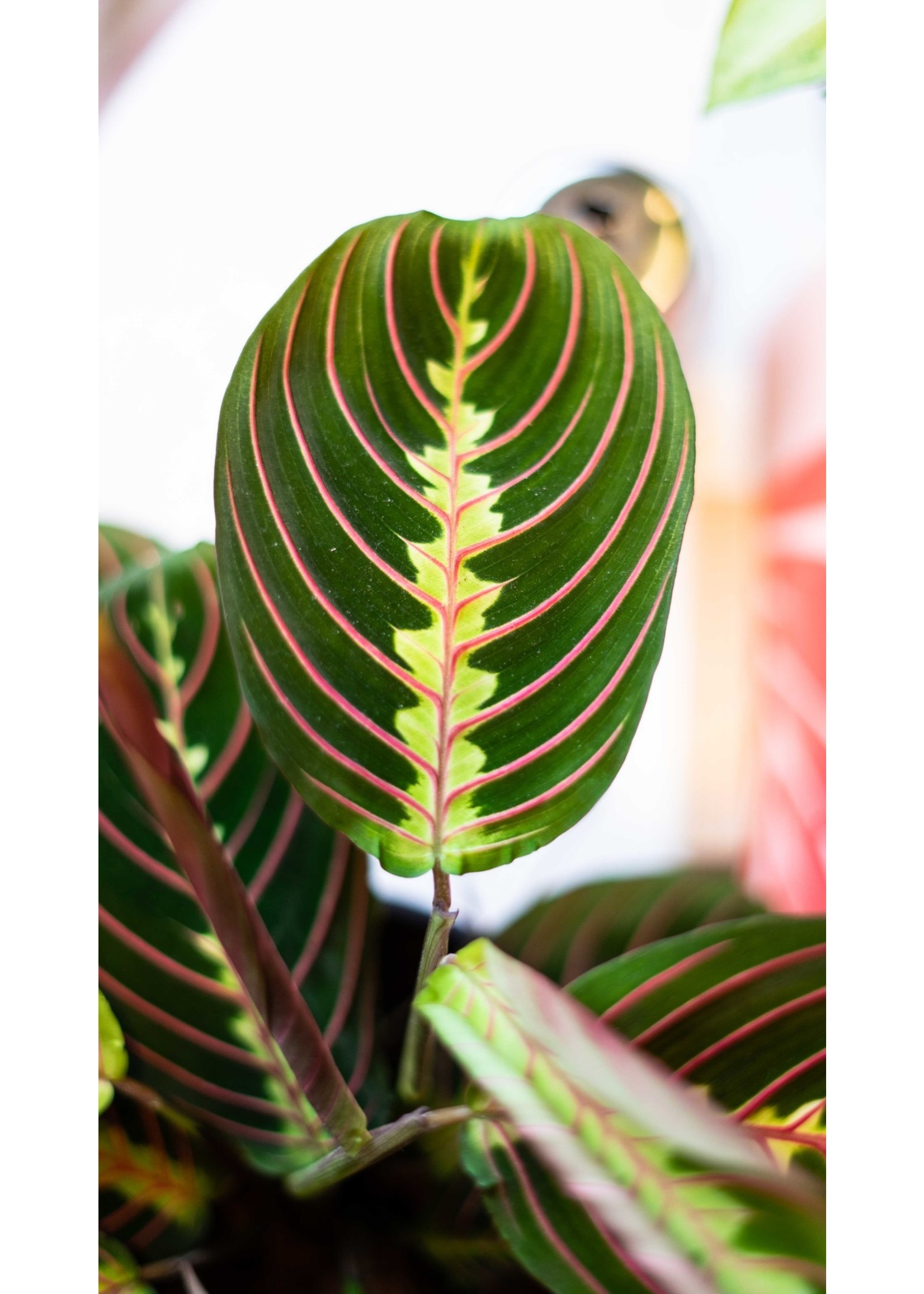 Maranta leuconeura 'Fascinator' Ø12 h25