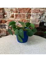 Pilea peperomioides ∅13h20