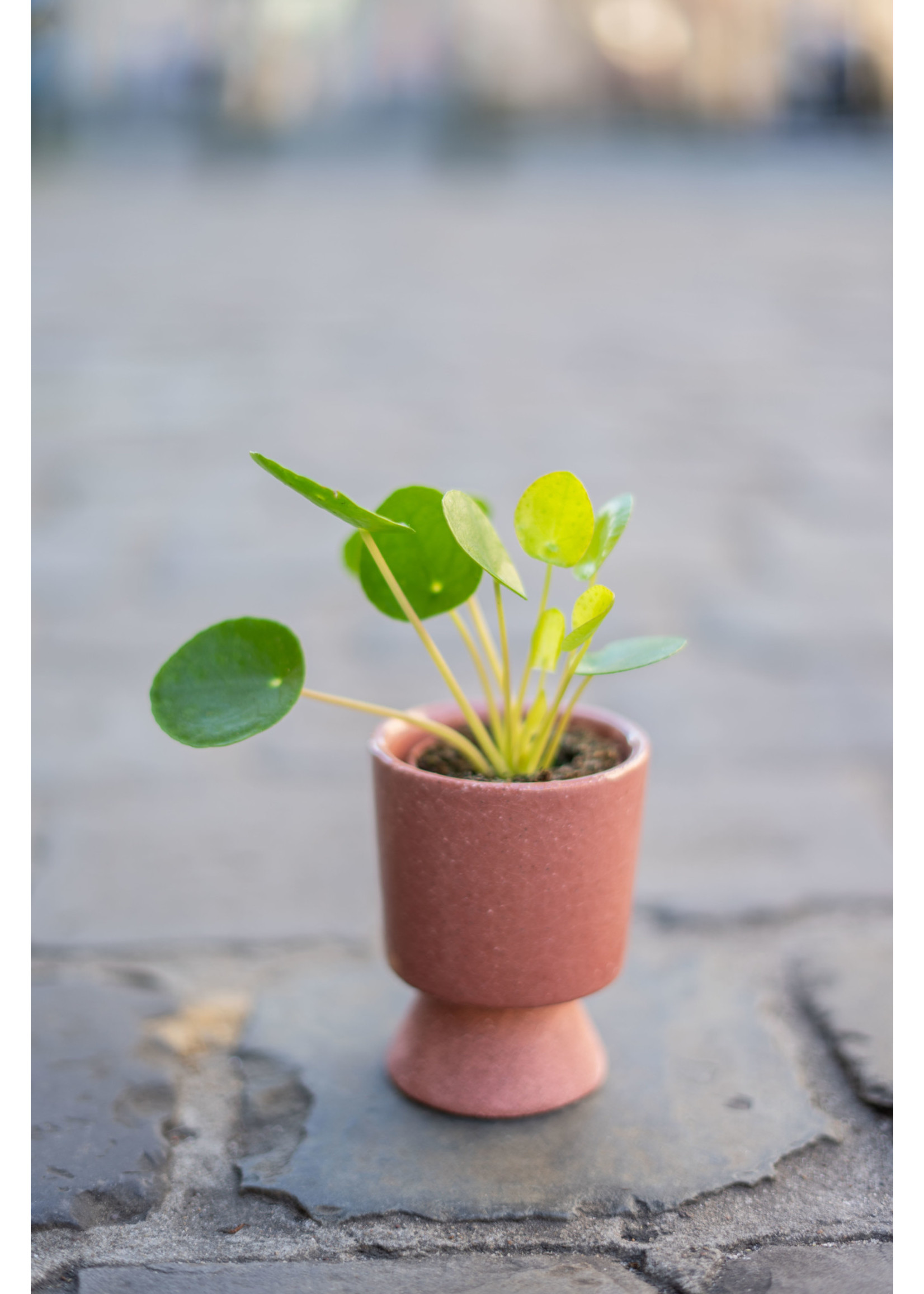 Pilea peperomioides ∅5 h10