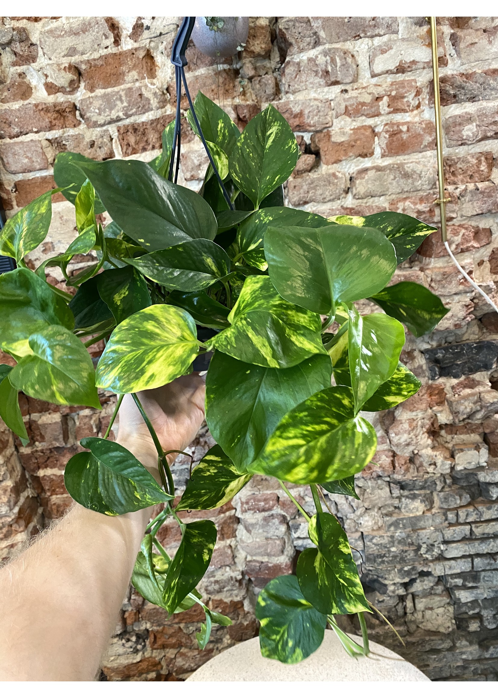 Epipremnum aureum (hangpot) Ø15 h40