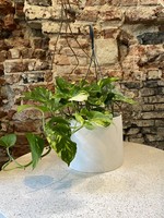 Epipremnum aureum Ø17 L40 (hanging pot)